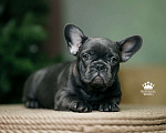 Собаки в Санкт-Петербурге: Французский бульдог щенок голубо тигровый Девочка, 150 000 руб. - фото 1