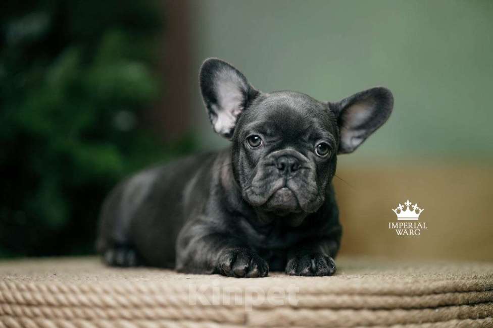 Собаки в Санкт-Петербурге: Французский бульдог щенок голубо тигровый Девочка, 150 000 руб. - фото 1