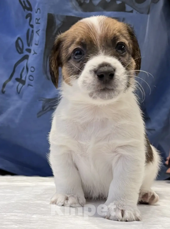 Собаки в Москве: Джек Рассел терьер Мальчик, 25 000 руб. - фото 4