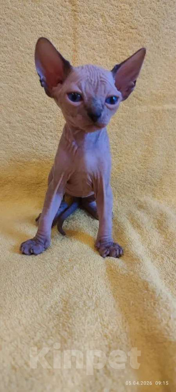 Кошки в Москве: Нежнейшая котодевочка Девочка, 35 000 руб. - фото 1