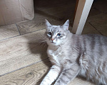 Кошки в Люберцах: Пропала кошка Девочка, Бесплатно - фото 1