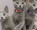 Кошки в Казани: Котята Русской голубой в Казани Девочка, 55 000 руб. - фото 6