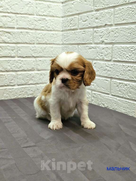 Собаки в других городах Липецкой области: Щенки Кавалер Кинг Чарльз спаниель Девочка, 75 000 руб. - фото 4