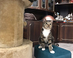 Кошки в Санкт-Петербурге: Платон Мальчик, Бесплатно - фото 4