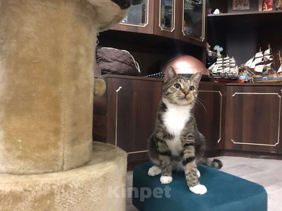 Кошки в Санкт-Петербурге: Платон Мальчик, Бесплатно - фото 4