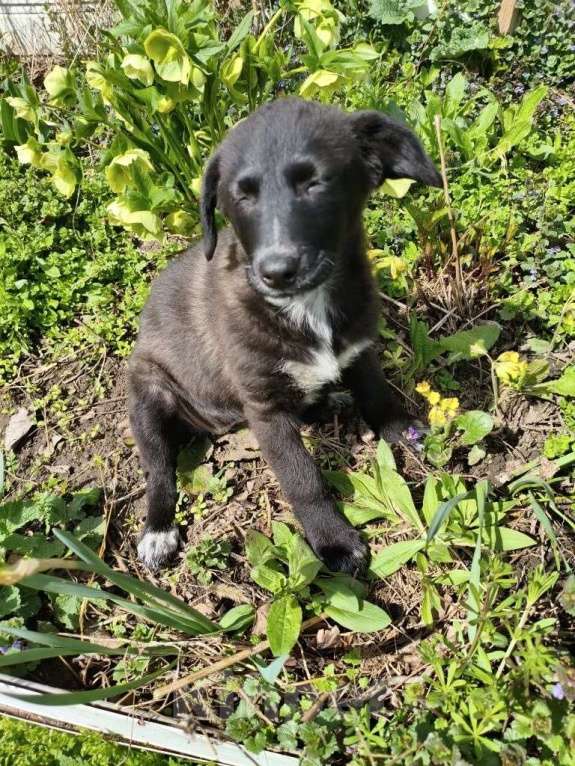 Собаки в Санкт-Петербурге: Маленький щенок с мягенькой шерсткой Девочка, Бесплатно - фото 7