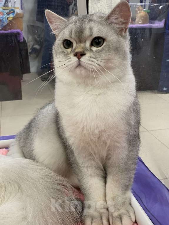 Кошки в Москве: Морошка  Мальчик, 25 000 руб. - фото 5