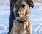Собаки в Саратове: Преданый хозяевами пес Бим ищет дом и доброе сердце Мальчик, 10 руб. - фото 3