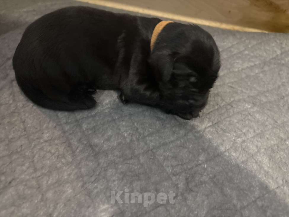 Собаки в Москве: Бронируем щенков прямошерсного ретривера флэт Мальчик, 75 000 руб. - фото 1