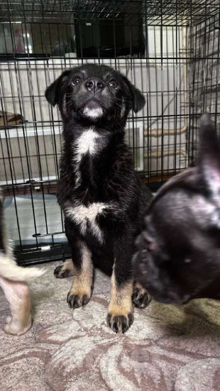 Собаки в Королеве: Джерри! Солнечный Джерри!) Мальчик, Бесплатно - фото 5