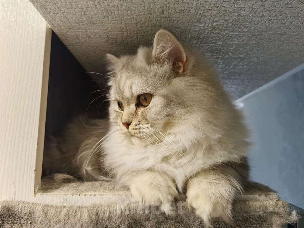 Кошки в Северодвинске: Британская кошка Девочка, 40 000 руб. - фото 6