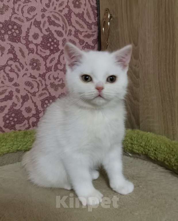 Кошки в Москве: Шотландский Прямоухий мальчик  Мальчик, 12 000 руб. - фото 2