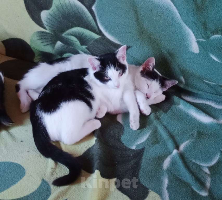 Кошки в Пущино: две кошечки 5 месяцев Девочка, 1 руб. - фото 1