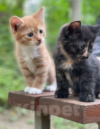 Кошки в Дмитрове: Котенок девочка Девочка, Бесплатно - фото 6