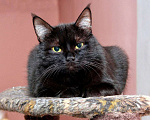 Кошки в Москве: Красавец Казимир. Черный кот в добрые руки. Мальчик, Бесплатно - фото 3