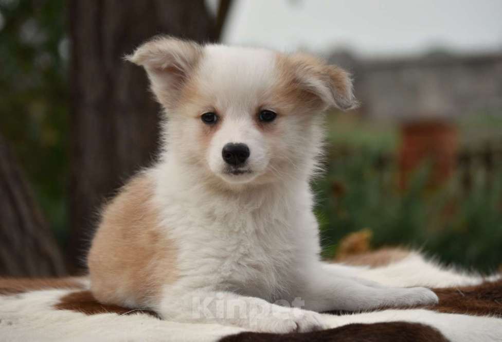 Собаки в Москве: Ненецкая оленегонная лайка, сука Женева. Девочка, 60 000 руб. - фото 9