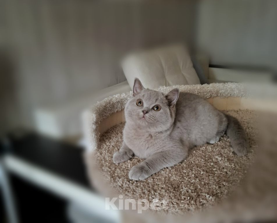 Кошки в Санкт-Петербурге: Британский котенок лилового окраса. Мальчик, Бесплатно - фото 4