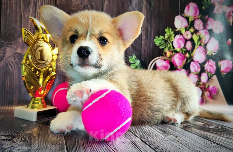 Собаки в Москве: Мальчик Джеймс Бонд Мальчик, 45 000 руб. - фото 7