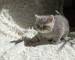 Кошки в Москве: Шотландский малыш ищет любящих родителей Мальчик, 14 000 руб. - фото 3