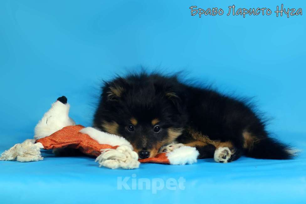 Собаки в Рязани: Щенки маленькой колли.Питомник шелти и мас Браво Ларисто Мальчик, 70 000 руб. - фото 3