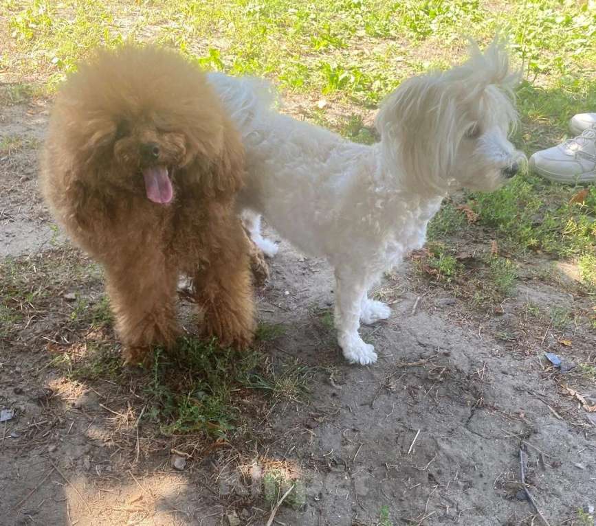 Собаки в Краснодаре: Щенки мальтипу Девочка, 35 000 руб. - фото 4