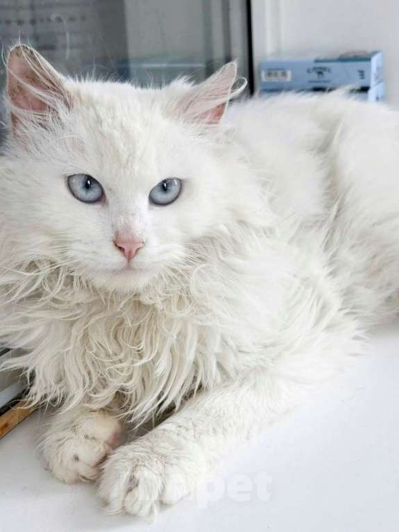 Кошки в Москве: Водга ищет дом Девочка, Бесплатно - фото 1