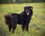Собаки в Наро-Фоминске: Стен, привит, кастрирован. В самые добрые руки. Мальчик, Бесплатно - фото 1
