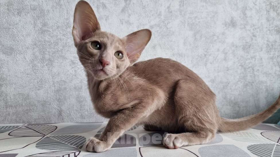 Кошки в Сочи: Ориентальная девочка Девочка, 50 000 руб. - фото 5