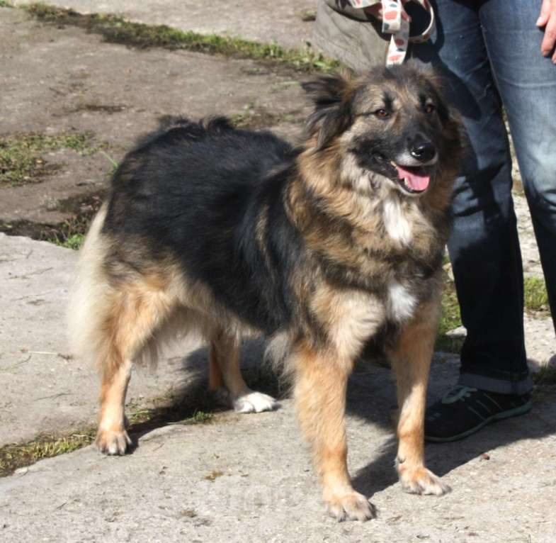 Собаки в Москве: Небольшая, ласковая, пушистенькая Люся очень ждет тебя- родной человек! Девочка, Бесплатно - фото 7