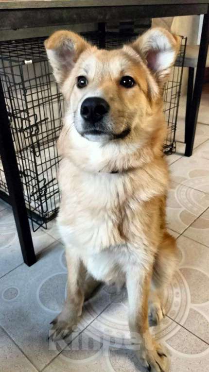 Собаки в Москве: Щенок через неделю пойдет на улицу Мальчик, Бесплатно - фото 2