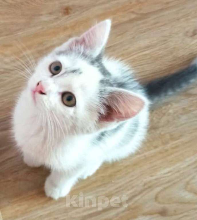 Кошки в Рязани: Котёнок  Мальчик, Бесплатно - фото 1