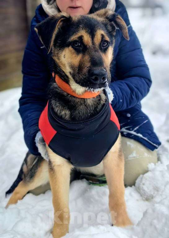 Собаки в Москве: метис овчарки щенок бесплатно Мальчик, Бесплатно - фото 2