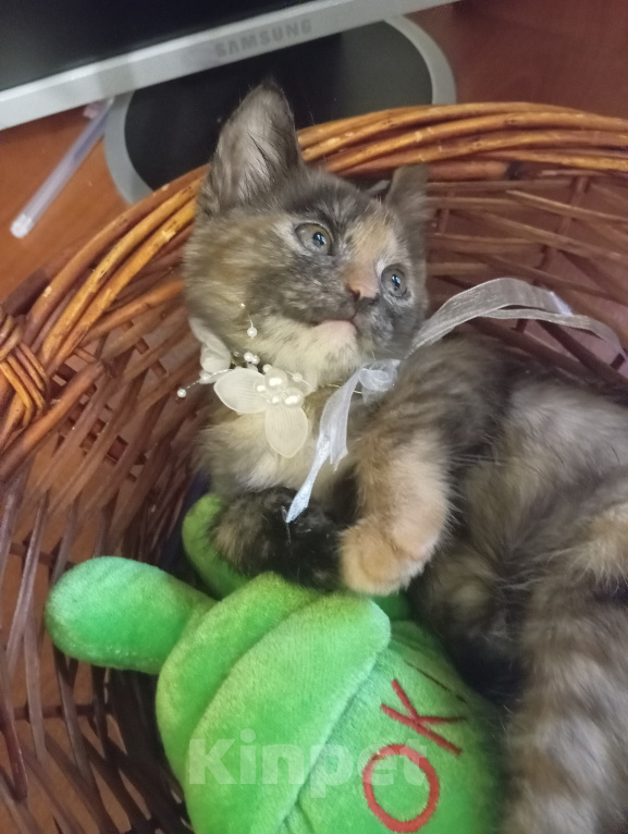 Кошки в Жуковском: Котята в добрые руки Мальчик, Бесплатно - фото 7