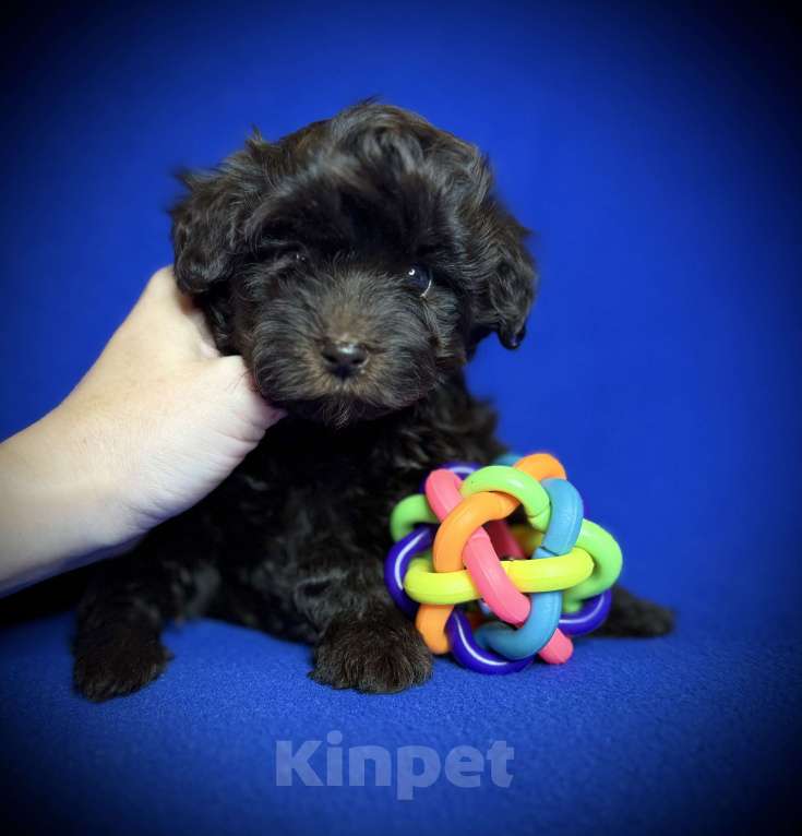 Собаки в Москве: Щенки мальтипу Девочка, 75 000 руб. - фото 5