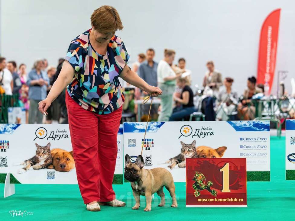 Собаки в других городах Московской области: Щенки французского бульдога Девочка, 100 000 руб. - фото 3