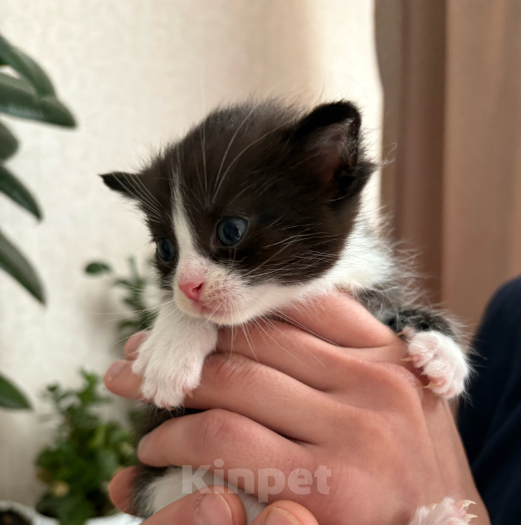 Кошки в Раменском: Котята в добрые руки Разнополые, Бесплатно - фото 1