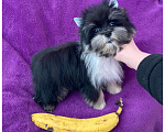 Собаки в Москве: Чёрный йорк девочка стандарт кукольная Девочка, 70 000 руб. - фото 1