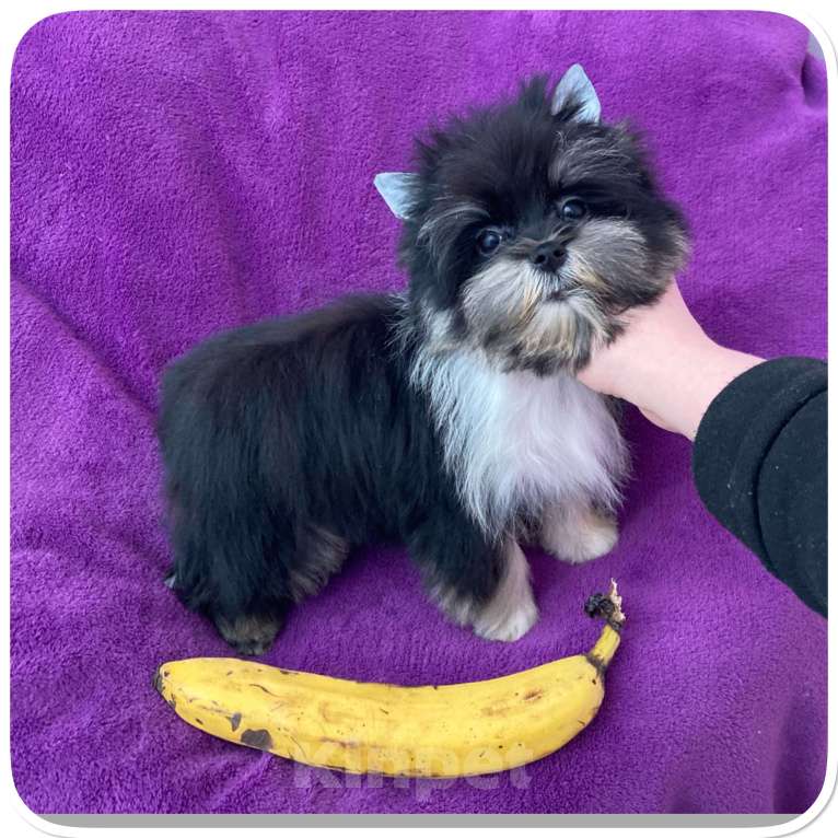 Собаки в Москве: Чёрный йорк девочка стандарт кукольная Девочка, 70 000 руб. - фото 1