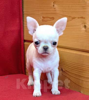 Собаки в Москве: Чихуахуа. Малышка - Ириска Девочка, 60 000 руб. - фото 4