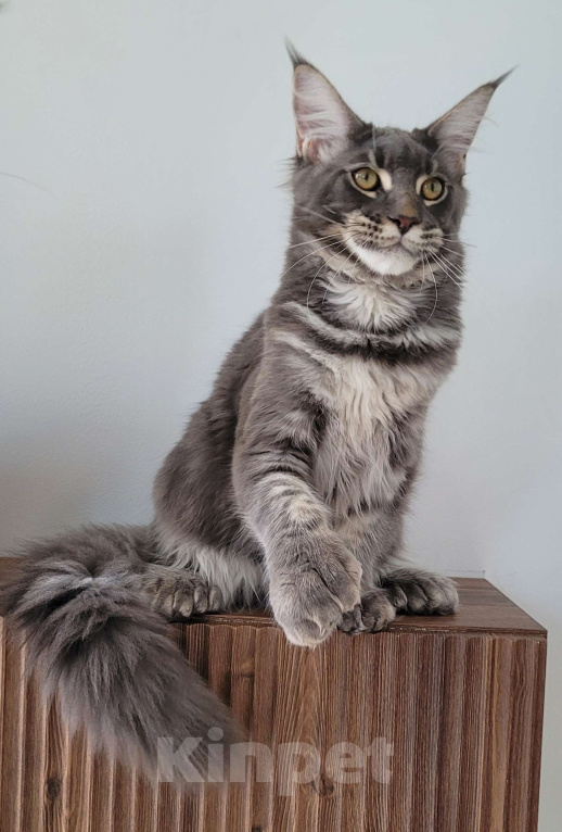 Кошки в Москве: Полидакт мейн-кун  Мальчик, 45 000 руб. - фото 2