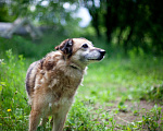 Собаки в Москве: Джуня Девочка, Бесплатно - фото 5