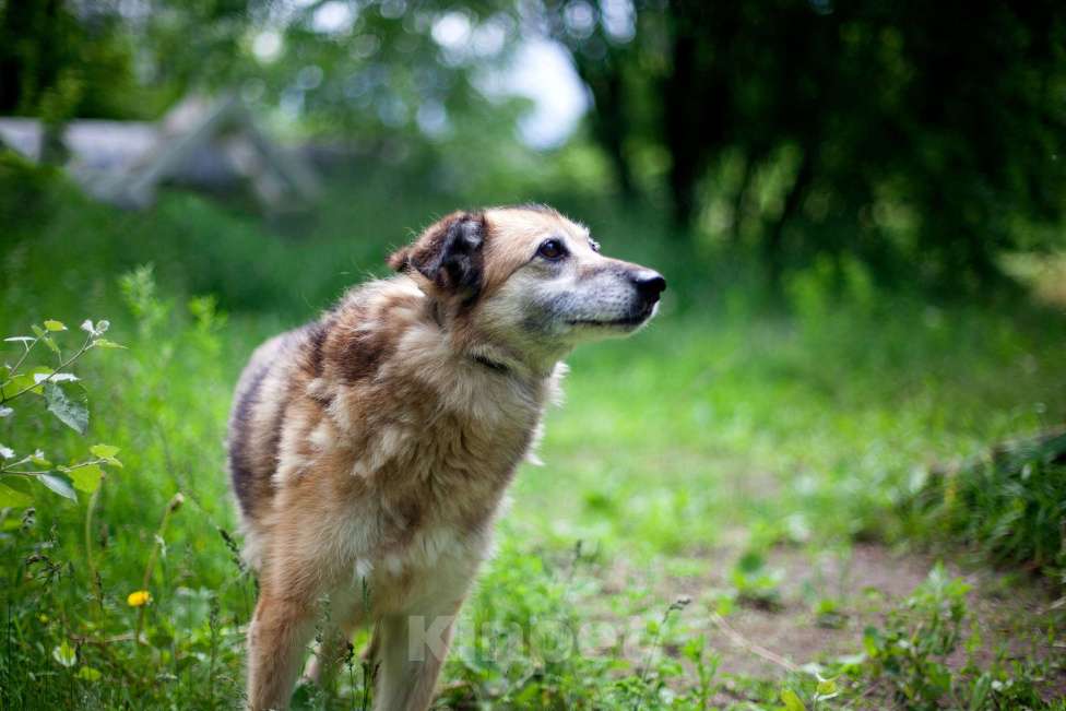 Собаки в Москве: Джуня Девочка, Бесплатно - фото 5