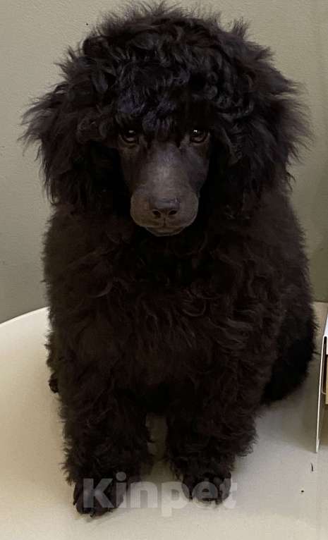 Собаки в Москве: Коричневый щенок пуделя Мальчик, 100 000 руб. - фото 6