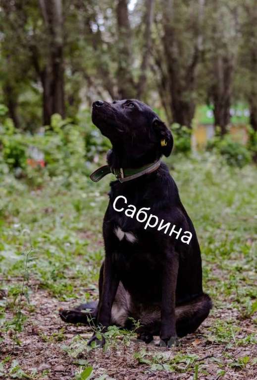 Собаки в Красногорске: Ищем дом красавице Сабрине! Девочка, Бесплатно - фото 4