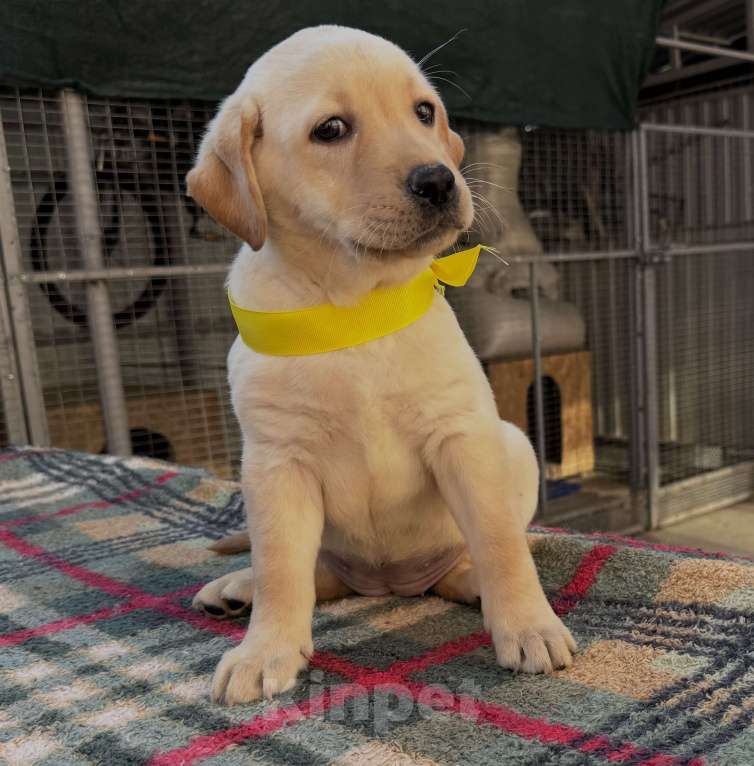 Собаки в Краснодаре: Щенок лабрадора палевый  Девочка, 25 000 руб. - фото 5