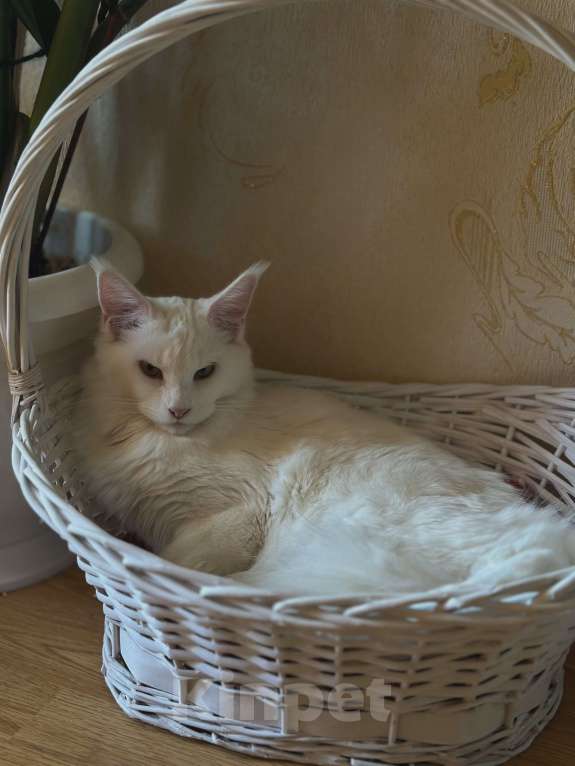 Кошки в Краснодаре: Мейн-кун Полидакт Девочка  Девочка, 30 000 руб. - фото 4