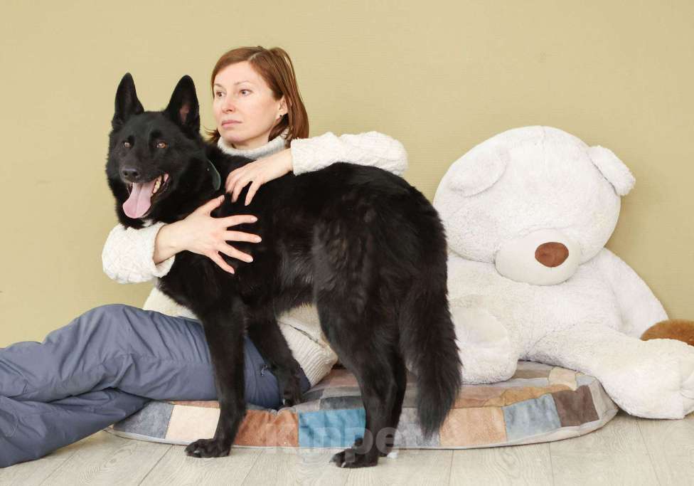 Собаки в Москве: Мечтаете о черной овчарке? Девочка, Бесплатно - фото 5