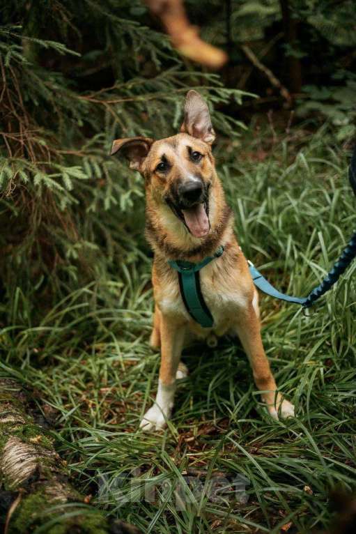 Собаки в Москве: Алекс из приюта ищет дом Мальчик, Бесплатно - фото 7