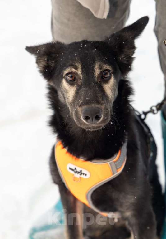 Собаки в Химках: Метис овчарки в поиске своего дома Мальчик, Бесплатно - фото 4