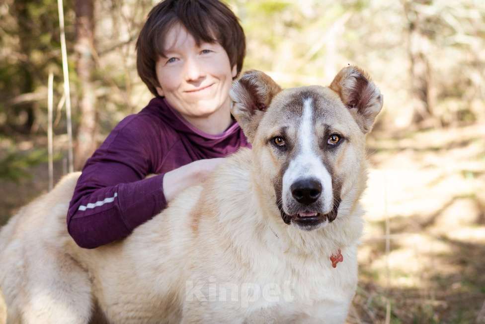 Собаки в Москве: Супер-пёс в добрые руки Мальчик, Бесплатно - фото 2
